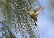 Female leaving the nest