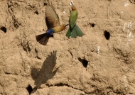 Nests are burrows dug into….