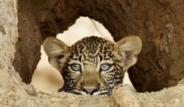 Leopards & Cubs