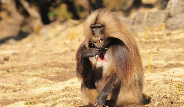Ethiopia – Male Gelada Baboon