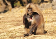 Ethiopia – Male Gelada Baboon