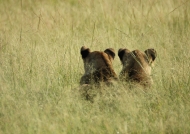 Lions peering at the grass