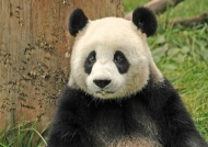 China – Pandas