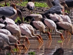 Zambia – Birds