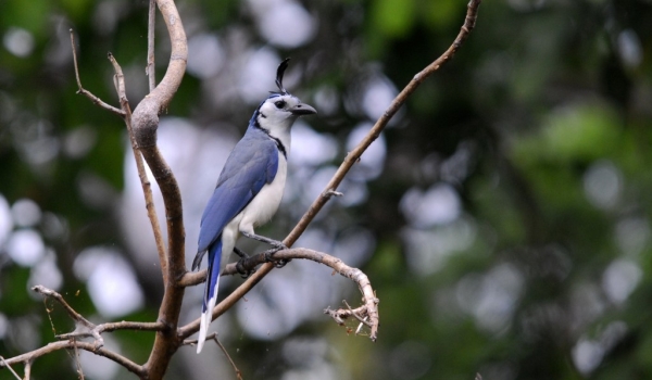 Nicaragua – Birds