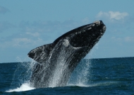 Argentine – Southern Right Whale
