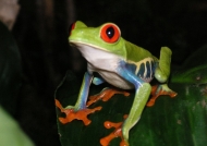 Costa Rica – Batrachians/Reptiles