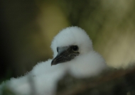 Brown Booby Chick