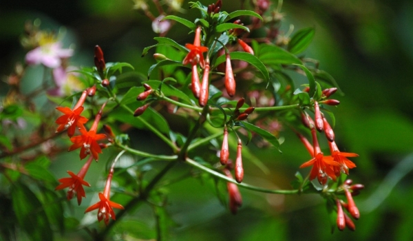 Peru Fuchsia Dependens