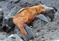 Galapagos – Juvenile Galapagos Sea Lion