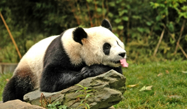 China Giant Panda in Wolong