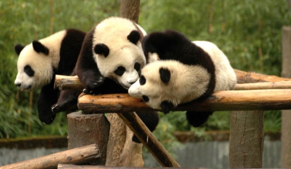 China Giant Panda in Wolong