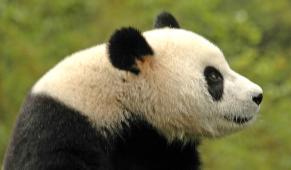Chine Giant Panda in Wolong