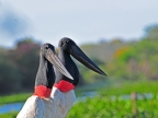 Jabiru Storks
