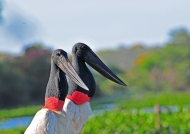 Jabiru Storks