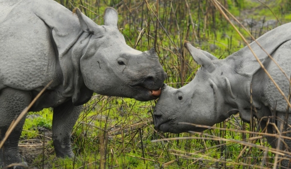 One-Horned Rhinos