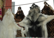 China Sale of furs in Songpan