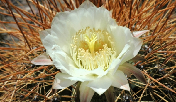 Argentina White flower of  « Cardones »