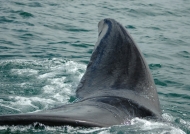 Tail of Southern Right Whale