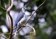 Nicaragua White-throated Magpie-Jay