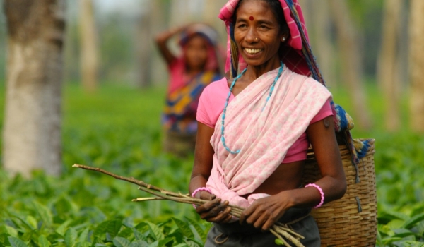 Work in a tea plantation