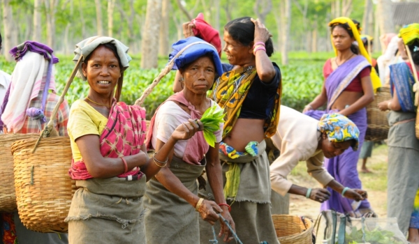 Work in a tea plantation
