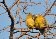 Yellow-footed Green Pigeons