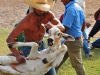 Pantanal – Cattle Marking