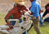 Pantanal – Cattle Marking