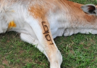 Cattle Marking