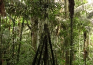 Peru Walking Tree