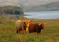Scotland  Highlander cows