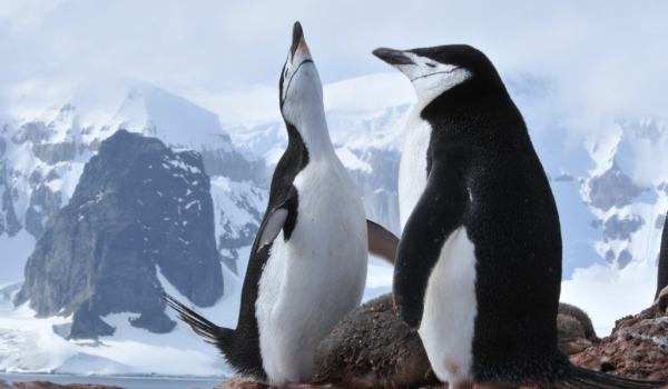 Antarctica-Chinstrap Penguins