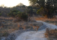 Zambia – Antelope busanga Plains