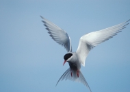 Iceland – Arctic Tern