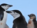 Antarctica – Chinstrap Penguins