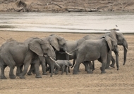 Zambia – Elephant Family