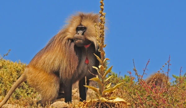 Male Gelada Baboon