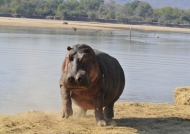Zambia – Hippo looking angry
