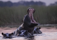 Zambia – Hippos at Sunset