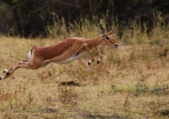 Zambia – Impala jump
