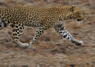 Zambia – Leopard running away
