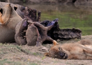 Zambia – Lion & Hippo Carcass « resting »