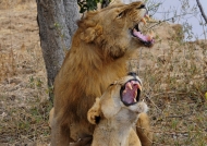Zambia – Lions mating