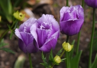 Purple pink fringed-Tulip