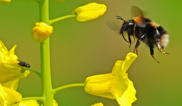 Rape flower with Bumblebee