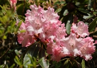Scotland-Rhododendron