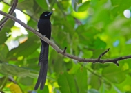 Seych. Paradise-flycatcher – m.