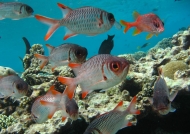 Shoal of Violet Soldierfishes