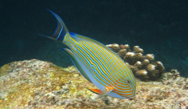 Striped Surgeonfish